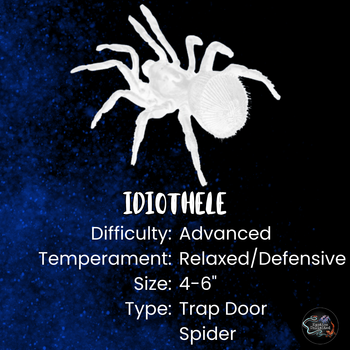 Idiothele mira (Bluefoot Trapdoor Baboon Tarantula) 0.75-1"