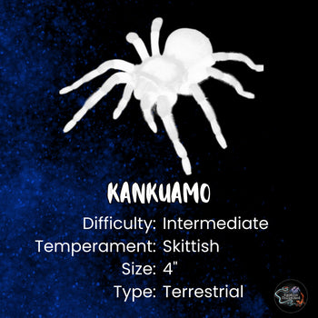 Kankuamo genus care and fact card.