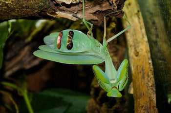 Rhombodera extencisollis (Kite Mantis) Unsexed