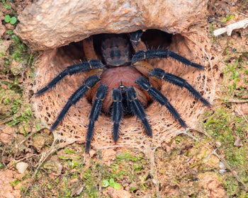 Liphistius suwat (Orange Armored Trapdoor Spider)
