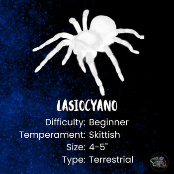 Lasiocyano sazimai (Brazilian Blue Tarantula) 0.5"