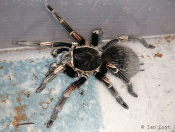 Lasiodorides striatus (Peruvian Striped Tarantula) 0.5–0.75"