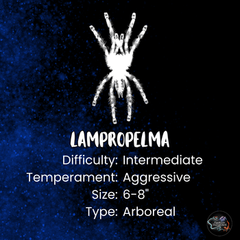 Lampropelma nigerrimum (Sangihe Black Tarantula) 0.75"