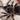 Lasiodora parahybana, Salmon Pink Bird Eater tarantula.