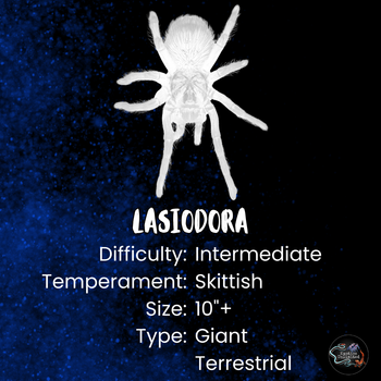 Lasiodora parahybana (Salmon Pink Bird Eater Tarantula) 0.5"