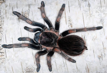 Lasiodorides polycuspulatus (Peruvian Blonde Tarantula)