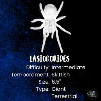Lasiodorides striatus (Peruvian Striped Tarantula) 0.5–0.75"