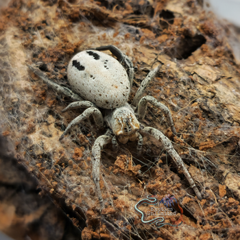 Stegodyphus lineatus 'Spotted" (Sahara Velvet Spider)