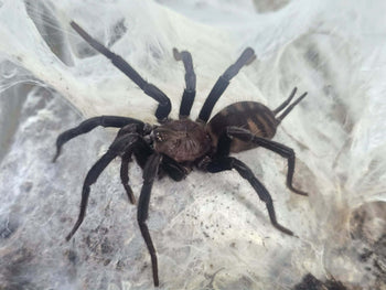 Linothele sp. Agua Fria 0.75-1"