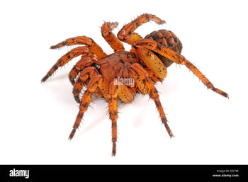 Liphistius sp. Red Leg, Fire-leg Armored trapdoor spider.