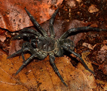 Liphistius sp. Khao Luang Big Black trapdoor spider.