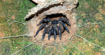 Liphistius sp. 'Thaleban' (Armored Tradoor Spider)