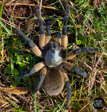 Monocentropus balfouri (Socotra Island Blue Baboon Tarantula)  (Communal Species) FEMALE