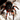 Abdomegaphobema mesomelas, Costa Rican Red Leg tarantula.