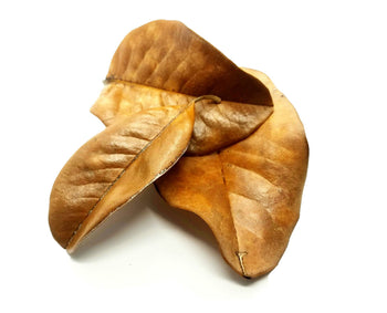 Magnolia leaf litter, Magnolia grandiflora, for bioactive enclosures.