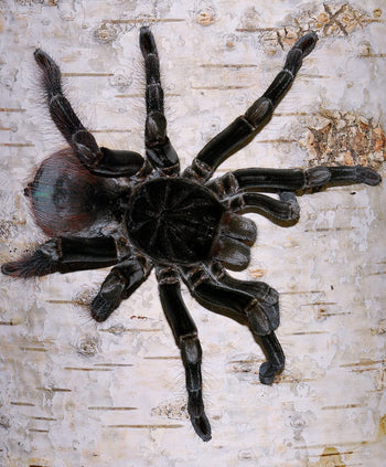 Megaphobema velvetosoma, Brown Velvet Birdeater tarantula.