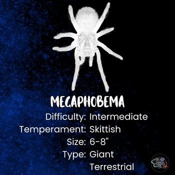 Megaphobema sp. 'White' Tarantula RARE