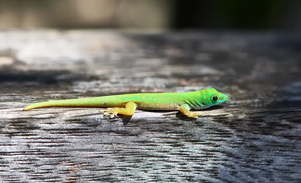 Green lizard on a wooden surface with a blurred background