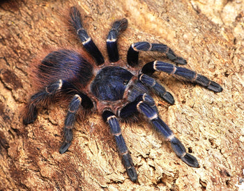Nhandu cerradensis (Brazilian Red & Blue Tarantula)