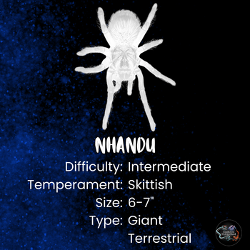 Nhandu tripepii (Brazilian Giant Blonde Tarantula) 3.5-4" Mature FEMALE