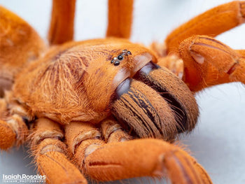 Orphnaecus philippinus (Philippine Tangerine Tarantula)