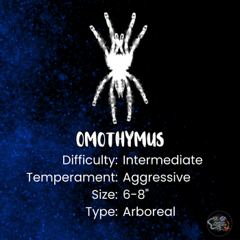 Omothymus sp. 'Valhalla' (Emerald Shadow Tree Spider) 1-1.5"
