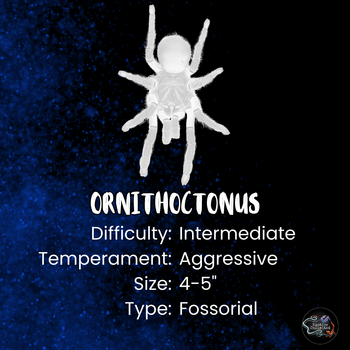 Ornithoctonus aureotibialis (Thailand Gold Fringe Tarantula) 1"