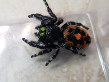 Phidippus audax (Bold Jumping Spider)