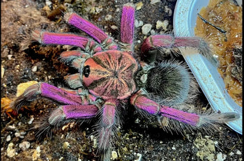 Pamphobeteus c.f. insignis (Ecuador Purple Bloom Tarantula) 2.5-3"