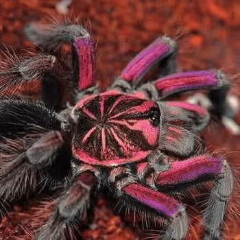 Pamphobeteus platyomma (Brazilian Pink Bloom Tarantula) 4" FEMALE & MALE pair