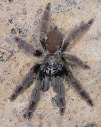 Psalmopoeus sp. "Santo Domingo" 0.75" *NEW SPECIES*