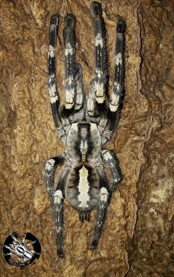 Poecilotheria smithi (Yellowback Ornatmental Tarantula) 6" ADULT FEMALE (NC SALES ONLY)