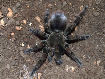 Pamphobeteus sp. 'magnanegra' Tarantula 2" FEMALE