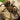 Pamphobeteus fortis (Giant Copperhead Tarantula) 1.5-2"