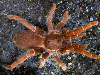 Pelinobius muticus (King Baboon Tarantula) 0.75"