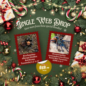 Jingle Web Drop - Brachypelma albiceps ( Golden Red Rump Tarantula) .0.5-0.75" & Chromatopelma cyaneopubescens (Green Bottle Blue Tarantula) (GBB) 0.75-1”