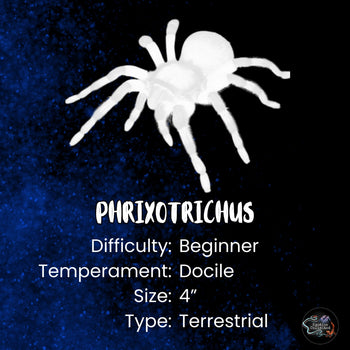 Phrixotrichus scrofa (Chilean Red Ocelot Tarantula)