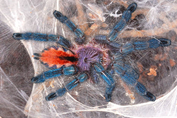 Pachistopelma bromelicola, Bromeliad Tree tarantula, about 1.5 inches.