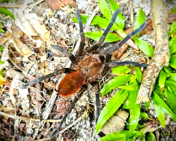 Pamphobeteus sp. 'Pelirrojo' Tarantula 1-1.25" *FIRST TIME TO THE USA*