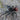 Pamphobeteus skis tarantula, 1 inch.