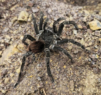 Pamphobeteus sp. 'onyx' Tarantula  FEMALE