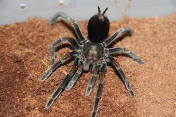 Pamphobeteus sp. 'Santo Domingo Goliath Small' Tarantula FEMALE 2.5"