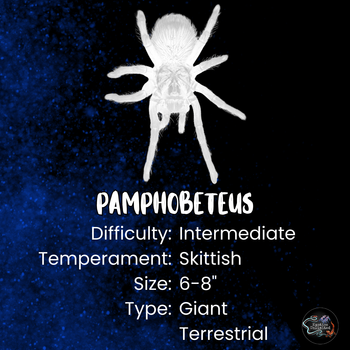 Pamphobeteus sp. 'Dark' Tarantula FEMALE