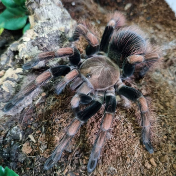 Pamphobeteus sp. "Light"(Ecuadorian Glow Tarantula) 2-2.5" RARE