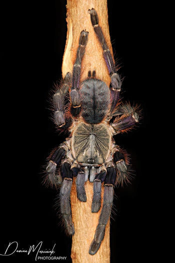Ornithoctoninae sp "Phan Cay Red" (Purple Blaze Tree Spider) 2” FEMALE