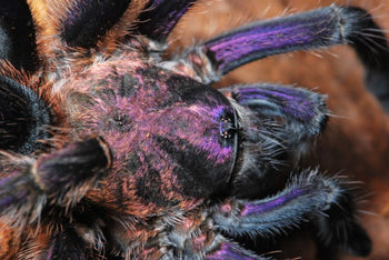 Phormictopus sp. 'Dominican Purple' (Purple Beauty Bird Eater Tarantula) 0.75-1" FREE AFTER $350 SPENT
