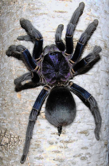 Phormictopus sp. 'Dominican Purple' Tarantula 0.75-1"