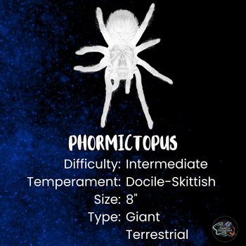 Phormictopus sp. 'Dominican Purple' Tarantula 0.75-1"