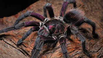 Phormictopus sp. Bayahibe, Neon Pink Bird Eater tarantula.