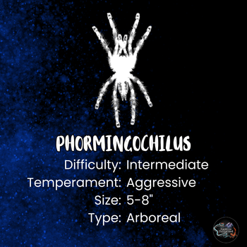Phormingochilus sp 'Sabah Blue'  (Sabah Blue Tarantula) 1-1.5"